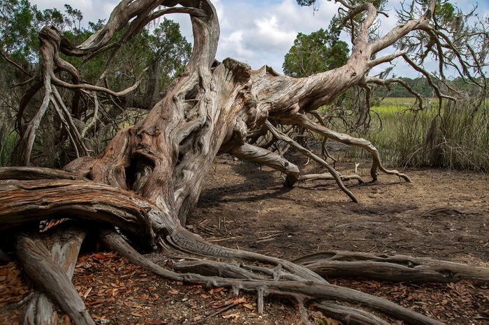 Dead Tree From Georgia Oak Grove