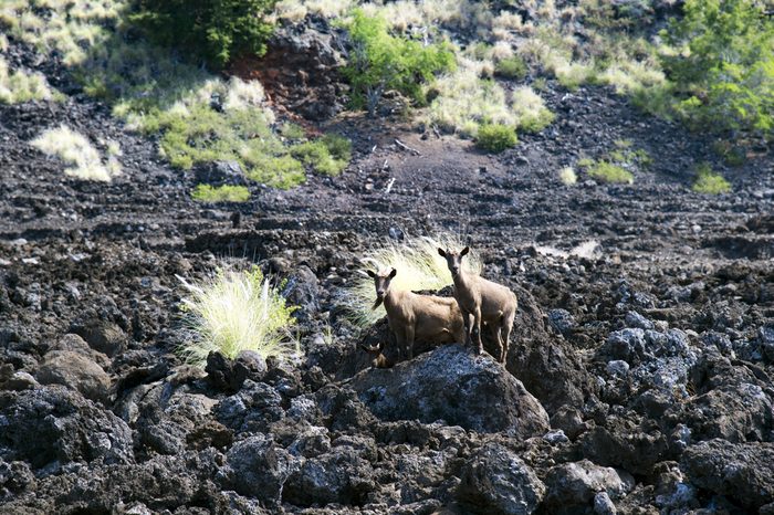 LEKELEKE Burial Grounds and wild goat, big island, Hawaii
