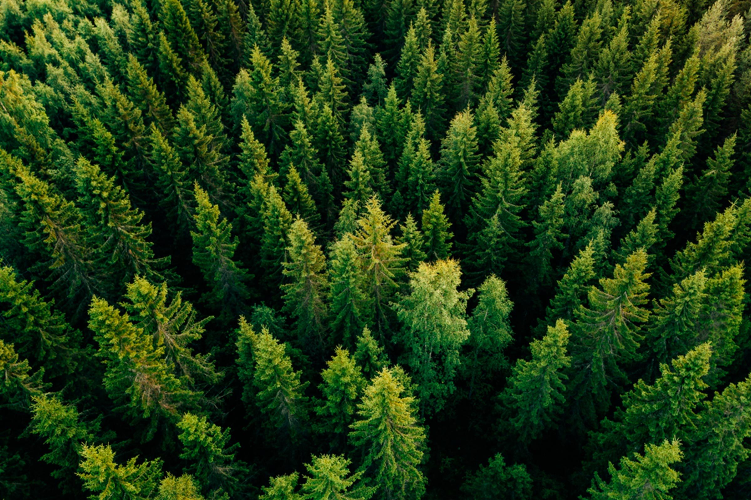 Trees densely packed, stand majestically, forming a lush green forest canopy seen from above.