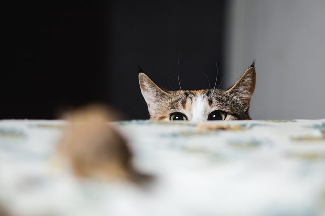 Cat peeking over a table, eyes wide open, in a softly lit room.