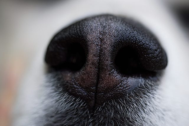 Dog's nose is close-up, displaying textured surface and fine hairs, against blurred background.