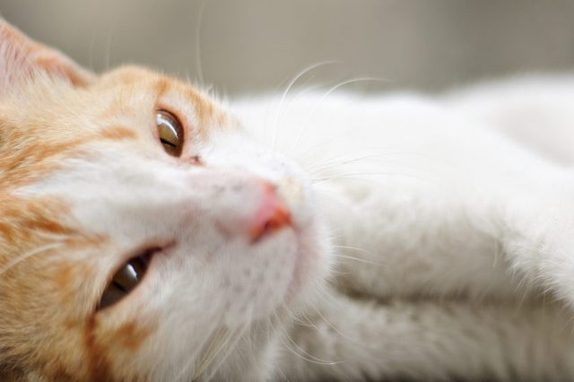 Cat lying peacefully, eyes half-closed, with a soft focus highlighting its orange and white fur. The background is blurred.