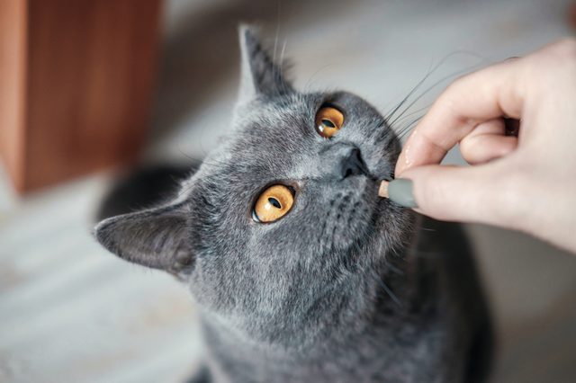 A gray cat looks upward, sniffing a treat offered by a hand, indoors with a wooden table leg nearby.