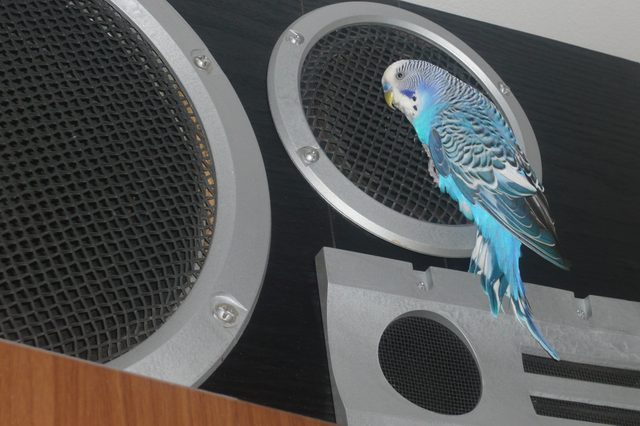 Parakeet perches on speaker, resting near circular grill, within a modern, indoor setting.