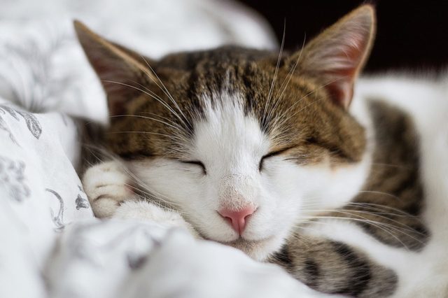 A cat sleeps peacefully, resting its head on a white patterned blanket.