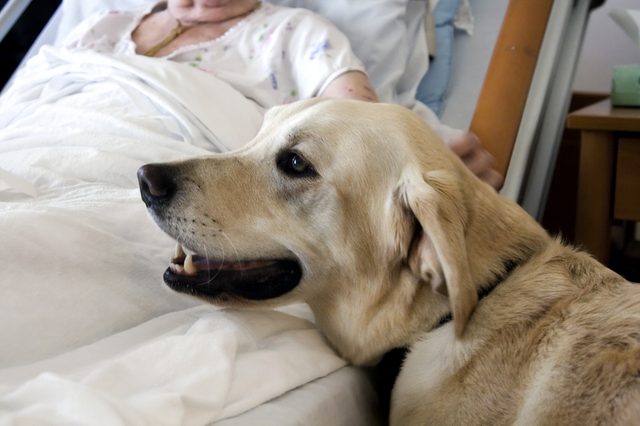 Dog rests beside a person lying in a hospital bed, creating a comforting atmosphere in a clinical setting.