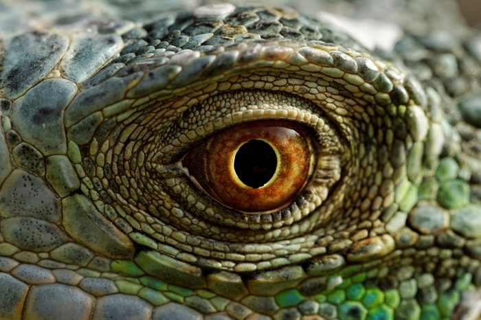 macro of a fantastic green iguana eye