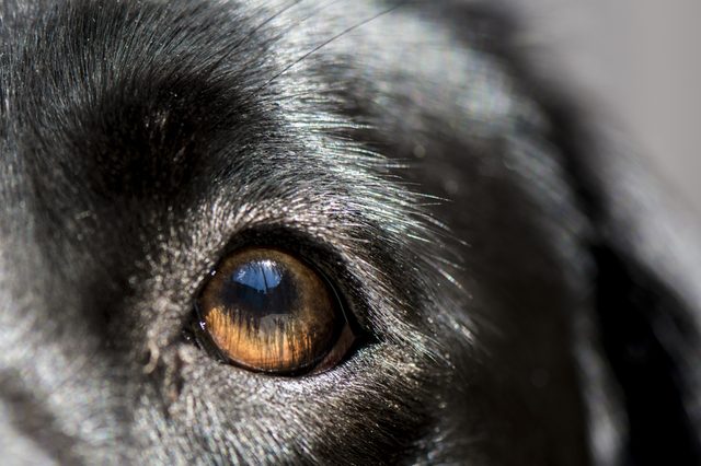 A close-up of a dog's eye reflects light, surrounded by glossy black fur, under soft lighting.