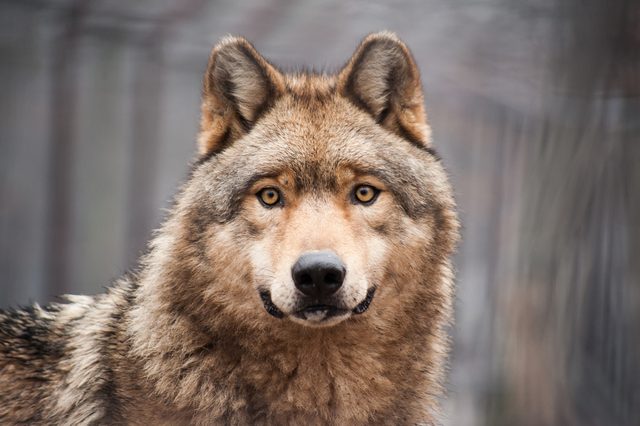 A wolf stares intently, standing still in a blurred forest background.
