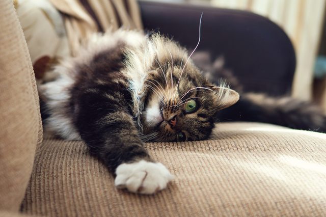 Cat stretches lazily on a beige couch, surrounded by soft pillows, in a cozy indoor setting.
