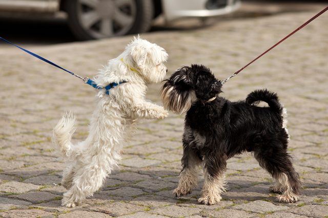 Two small dogs play on leashes, interacting on a cobblestone street with parked cars in the background.