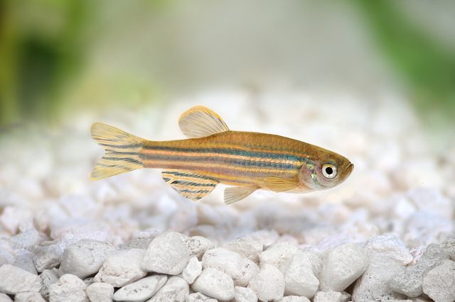 Fish swims over white pebbles, surrounded by a blurred, green background.