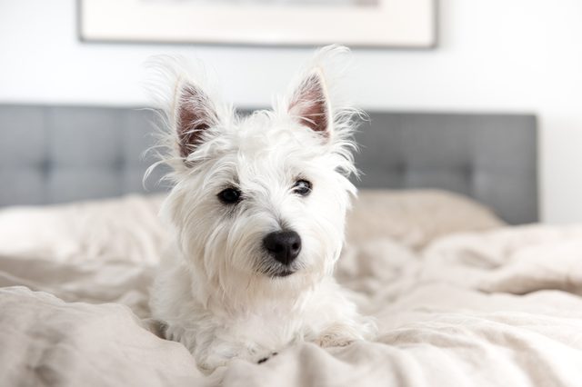 White fluffy dog sits alertly on a bed, with a gray headboard and white walls in the background.
