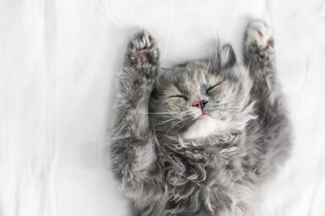 Kitten sleeps with paws up, eyes closed peacefully on a white blanket.