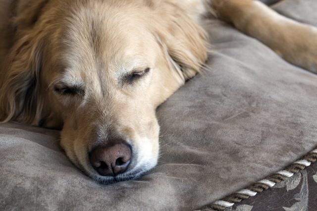 Golden retriever sleeps on a plush, patterned cushion, in a cozy indoor setting.