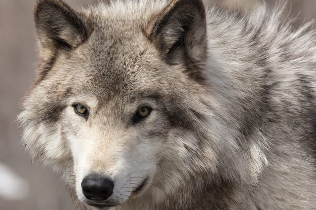 A wolf stares intently within a blurred, natural background, showcasing its thick fur and alert ears.