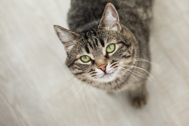 Cat stares upward, standing on light-colored floor, with bright green eyes and brown tabby fur.