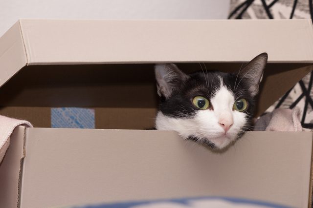Cat peeks from box, surrounded by blankets, in a cozy indoor setting.