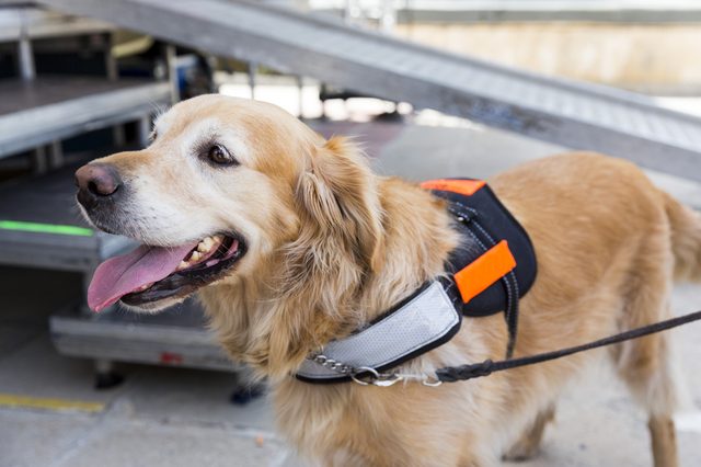 A golden retriever wearing a harness stands outdoors near a metal ramp, appearing alert and attentive.
