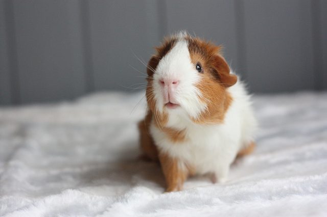 Guinea pig sits attentively on a soft, white blanket in a simple gray room.