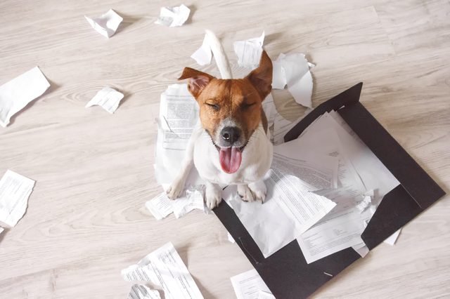 Dog sits contentedly, surrounded by shredded papers, in a light-colored room.