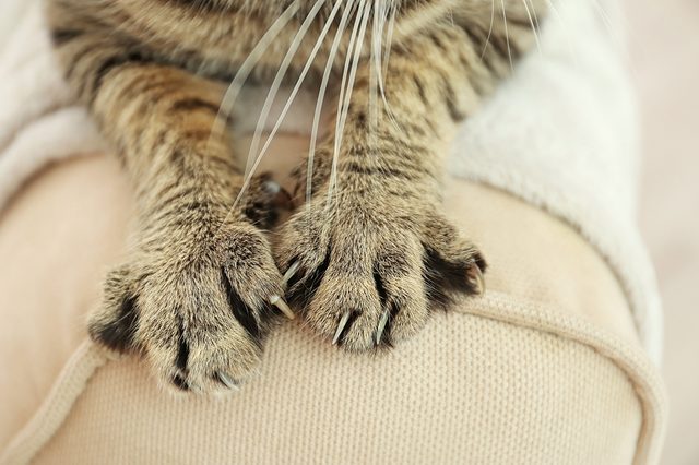 Cat paws resting, claws extended, on a soft, beige surface.