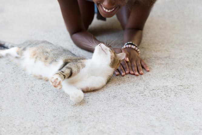 Cat lying down enjoys attention from a smiling person, resting on a textured surface.
