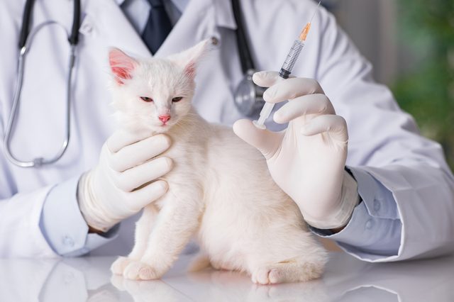 Kitten sits calmly while veterinarian, wearing gloves and holding a syringe, prepares for vaccination in a clinical setting.