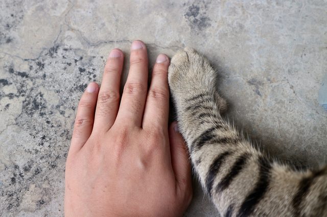 A human hand rests beside a catâ€™s striped paw on a textured concrete surface.