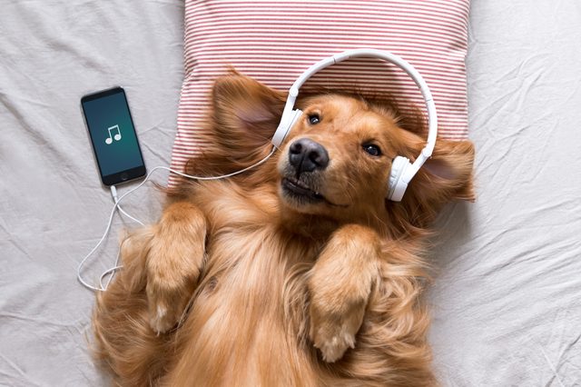 A dog lies on a pillow, wearing headphones. A smartphone playing music is next to the dog on a bed.