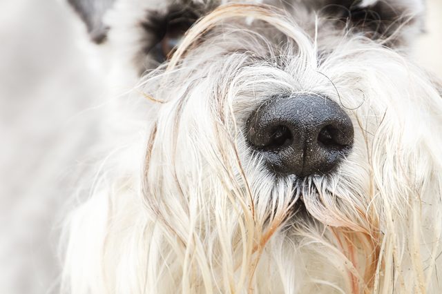 Dog nose sniffing amidst long, white fur, captured up-close.