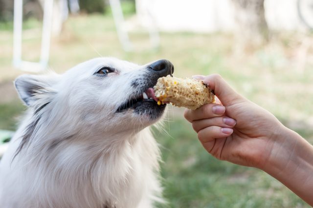 Dog eagerly eating bread held by a hand, surrounded by a green, blurred outdoor setting.