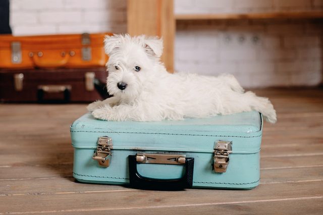 White dog rests on a closed turquoise suitcase on a wooden floor, with additional suitcases and a brick wall in the background.