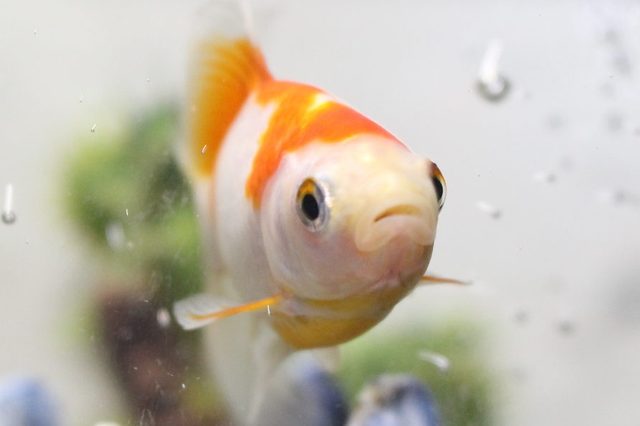 Goldfish swimming toward viewer, surrounded by water bubbles, with blurred aquatic plants in the background.