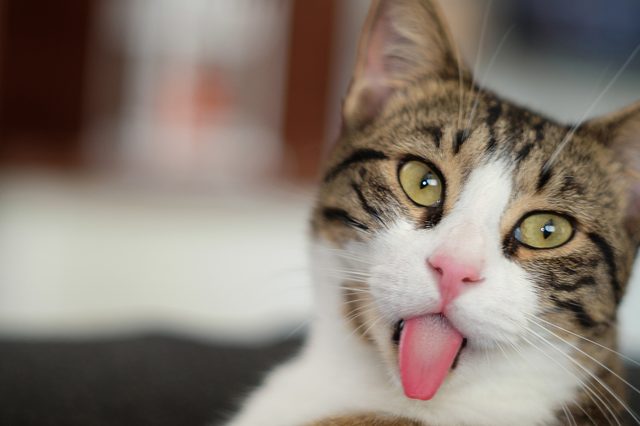 Cat sticks tongue out, lying on a blurred background with soft light.