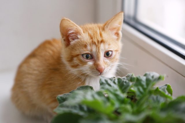 Orange kitten sitting near a green plant on a windowsill, gazing curiously.