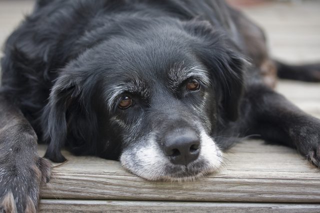 A black dog rests its head on wooden planks, gazing calmly, with its body sprawled and relaxed.