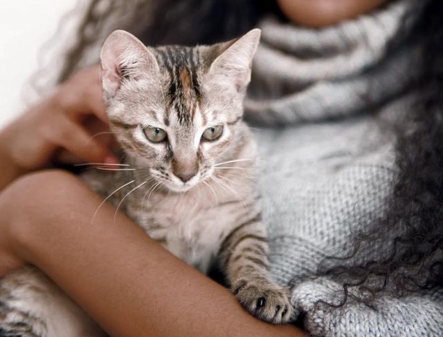 Cat resting in arms, nestled against a person wearing a cozy gray sweater.