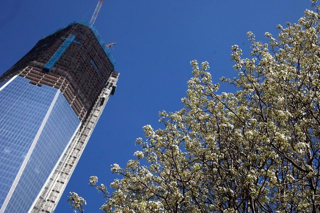 A skyscraper under construction rises beside blossoming trees against a clear blue sky, creating a contrast between urban and natural elements.