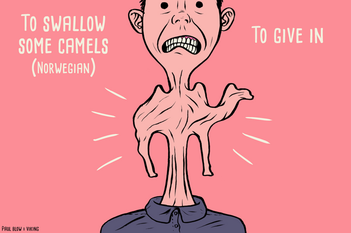 to swallow camels