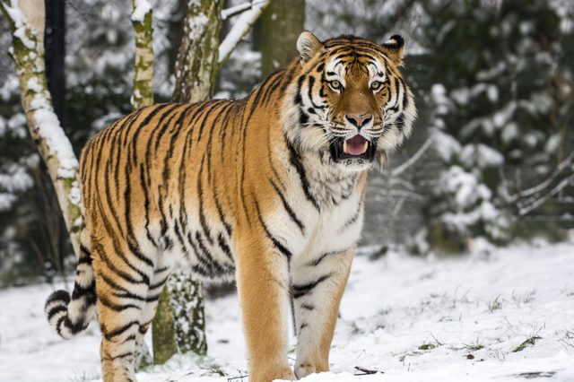 A tiger stands in a snowy forest, looking directly ahead, surrounded by snow-covered trees.