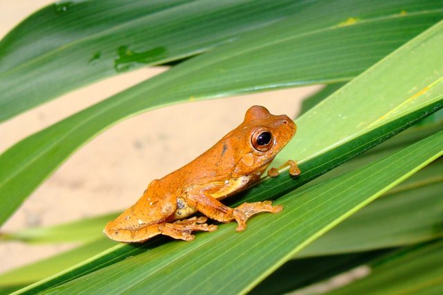 A small brown frog rests on a long green leaf outdoors.