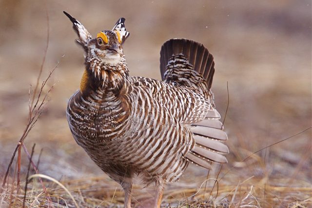 Bird stands alert, displaying striped feathers and raised tail; surrounded by dry grass in a natural, earthy environment.