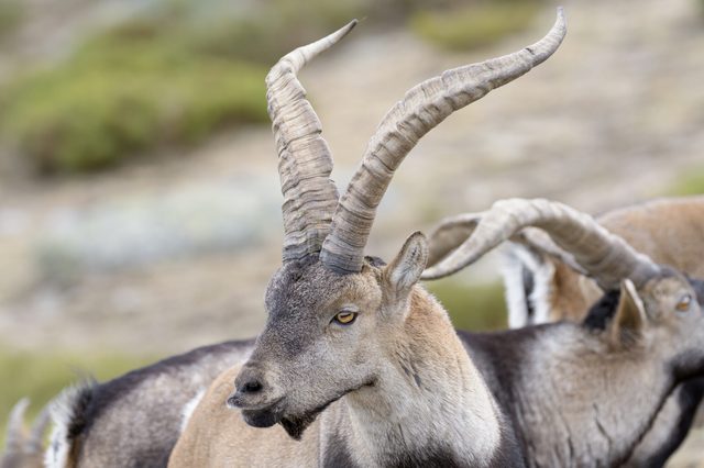 A goat-like animal stands calmly, showcasing large, spiraled horns; it is surrounded by blurred greenery in the background.