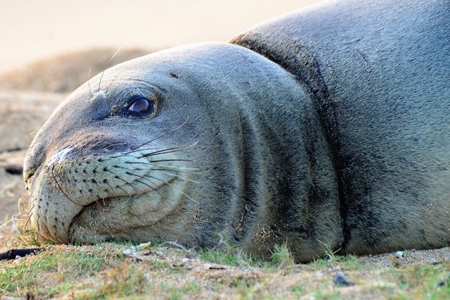 Seal resting on grass-covered sand, eyes open.