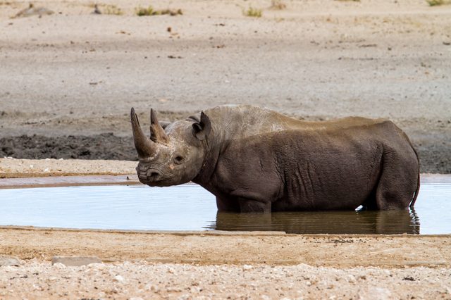 Rhinoceros stands in a small water pool within a dry, barren landscape.
