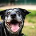 13 Signs You Should Think Twice Before Adopting That Shelter Dog