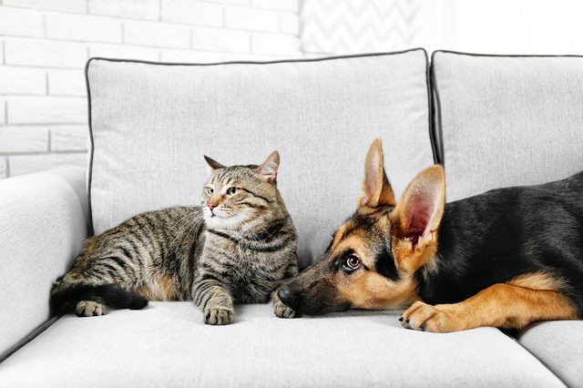 A cat and a dog relax together on a gray sofa, set against a white brick wall backdrop.