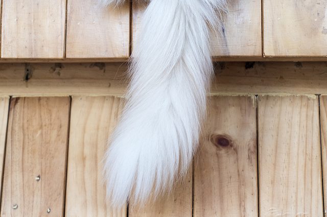 Fluffy white tail hangs over a wooden fence, with textured planks as the background.