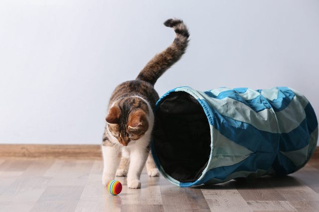 Cat plays with colorful ball beside a blue crumpled tunnel on a wooden floor.